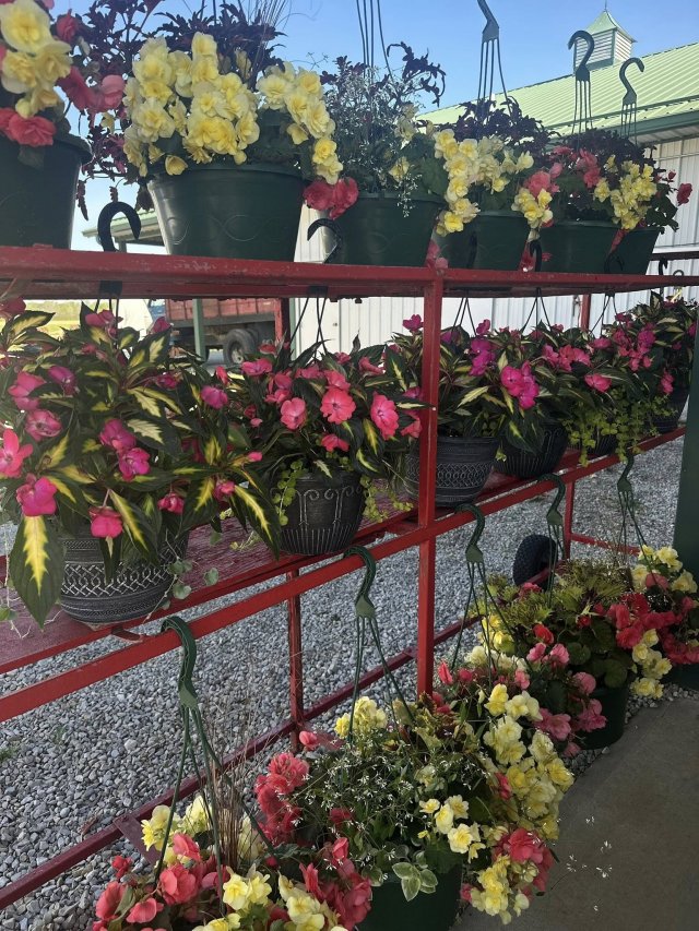 image-961720-Market_with_big_ferns-aab32.w640.jpg