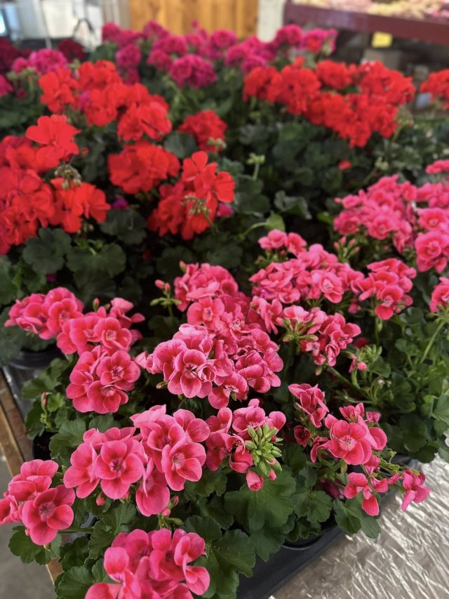 image-874565-Hanging_Baskets-c9f0f.jpg