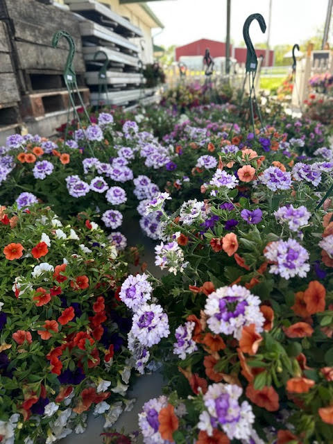 image-1010782-HANGING_BASKET_26-c20ad.jpg