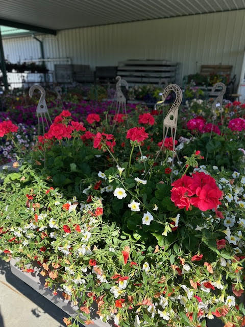 image-1010783-HANGING_BASKET_GERANIUM_BASKET-9bf31.jpg