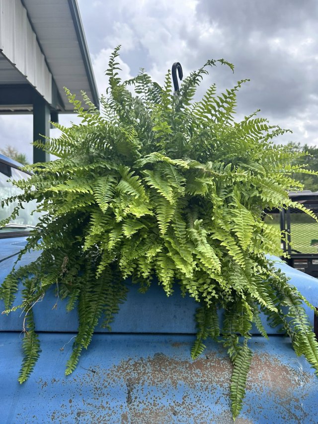 image-1010881-medium_ferns-c9f0f.w640.jpg