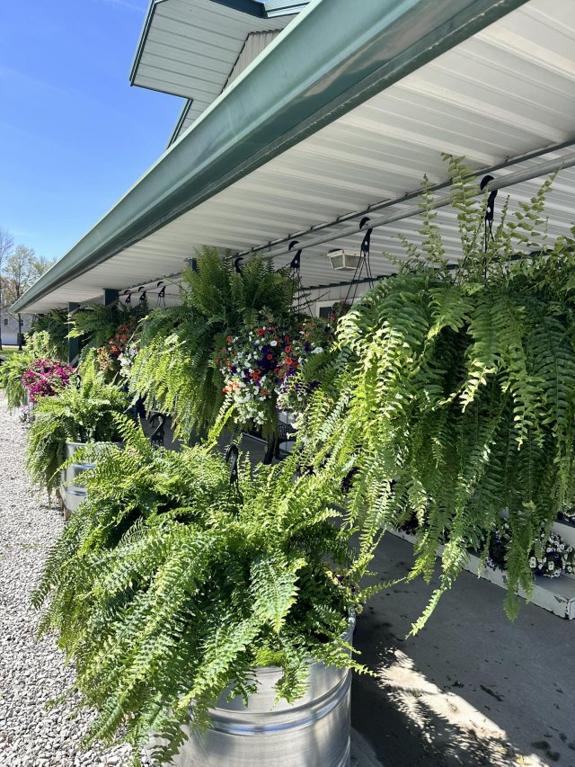 image-1010882-monster_ferns-6512b.w640.jpg