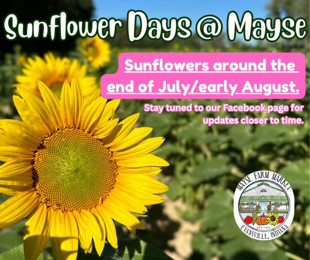 image-1013651-Sunflower_Days_update-c9f0f.w640.png
