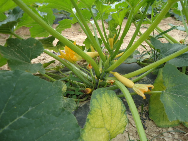 We teach them the lifecycle of the pumpkin!