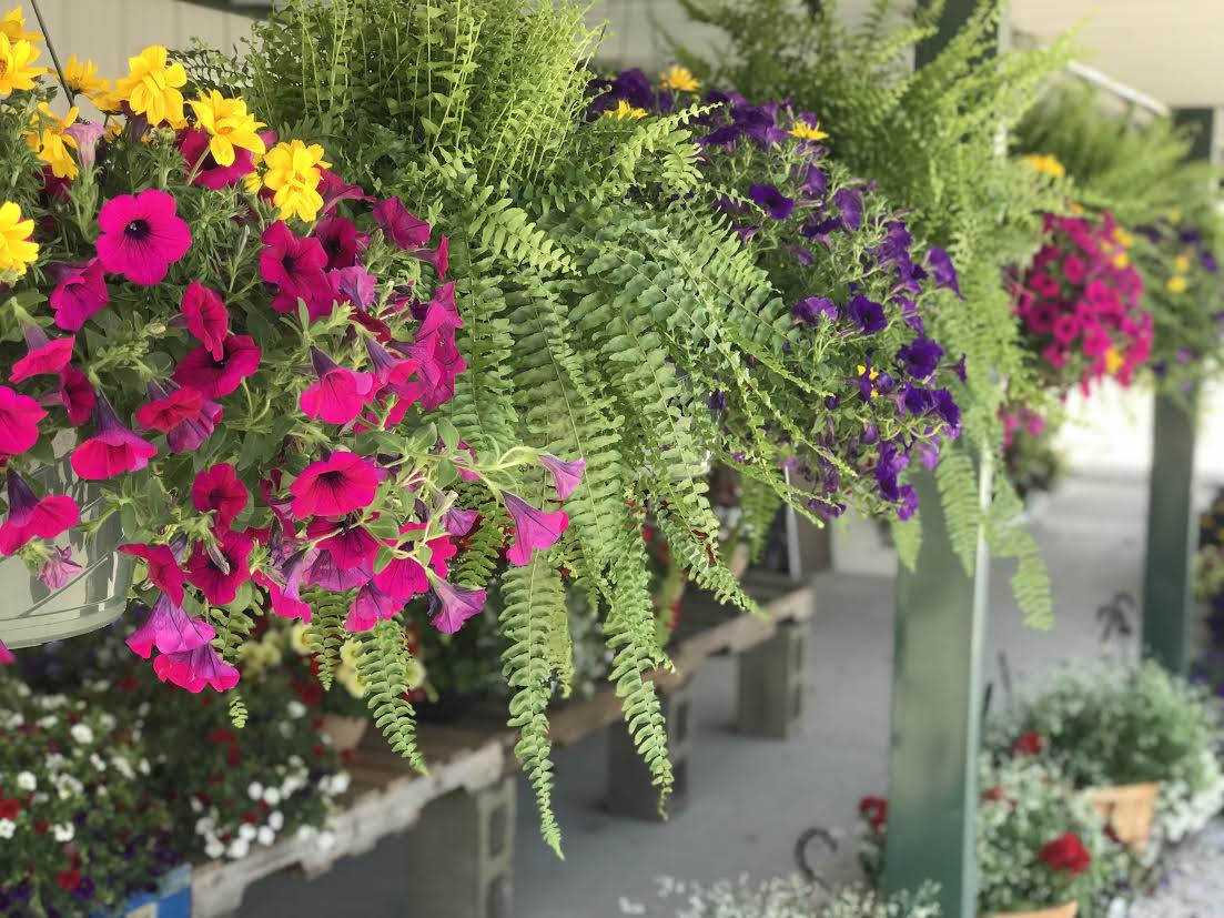 image-920830-Hanging_Baskets-c51ce.jpg