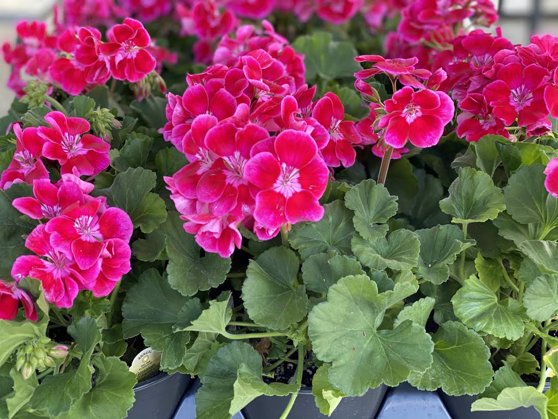 image-923238-Geranium_-_Potted-45c48.jpg