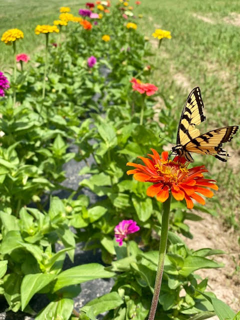 image-965251-Zinnia_with_Butterfly-8f14e.jpg