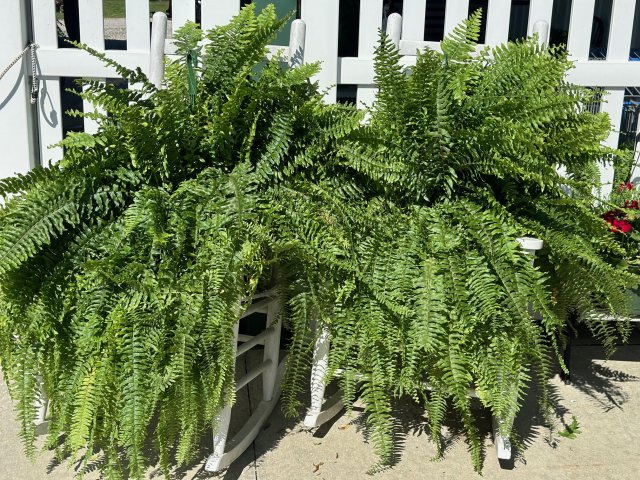 image-981669-2023_ferns_2-45c48.w640.jpg