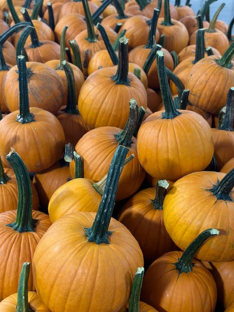 image-987837-Pie_Pumpkin_1-c9f0f.jpg
