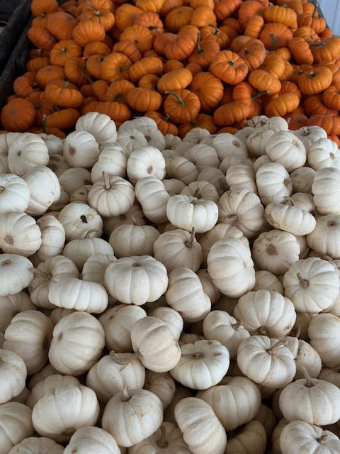 image-988207-small_pumpkins-8f14e.jpg