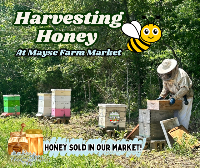 image-999508-harvesting_honey_graphic-9bf31.w640.png
